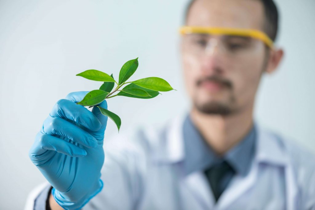 a researcher holding green leafed plant