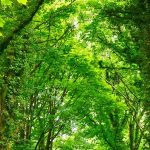 Going Green