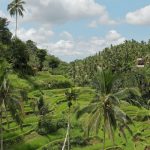 Kratom Imports & Exports: The Countries of Kratom