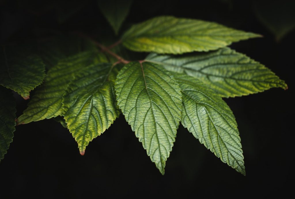 Green plant leaves