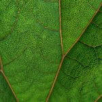 Key Takeaways From the 4th Annual Kratom Symposium (2025)