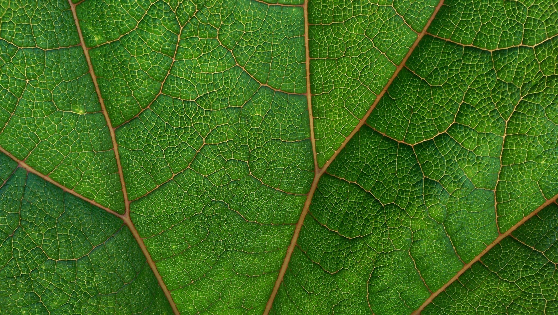 Close-up of kratom leaf and veins