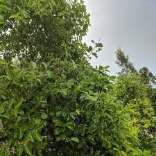 Some verdant Kratom Trees