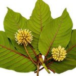 A Complete Breakdown of Red Vein Kratom