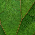 What Is Stem and Vein Kratom?