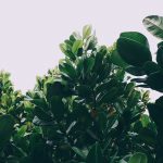 What You Need To Know About Using Kratom For Sleep