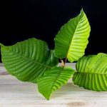 The Golden Vein – Breaking Down the Different Types of Kratom