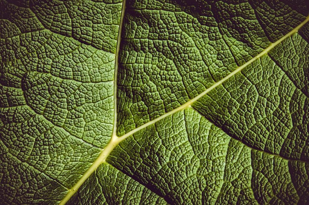 Close-up of white vein kratom