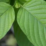 Kratom Strains: Green Vein Kratom